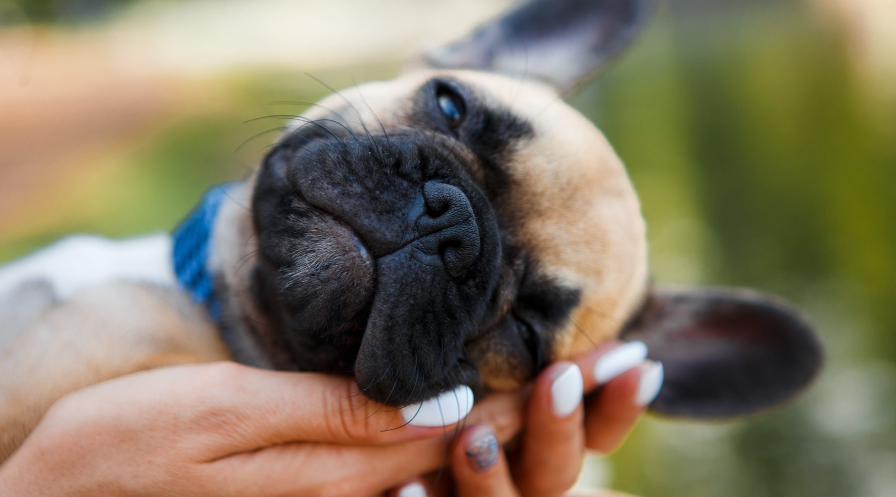 French bulldog resting French bulldog resting